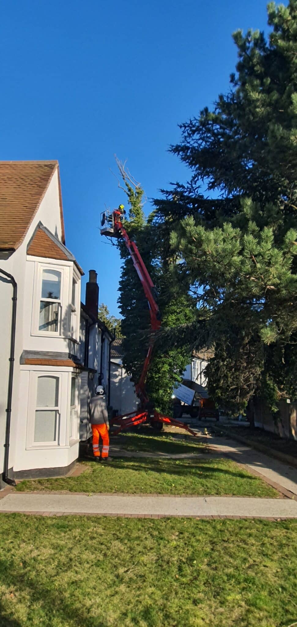 20240109_110750 A worker in orange gear operates a red cherry picker, trimming tall trees next to a white house under a clear blue sky. The cherry picker is extended high above the ground.