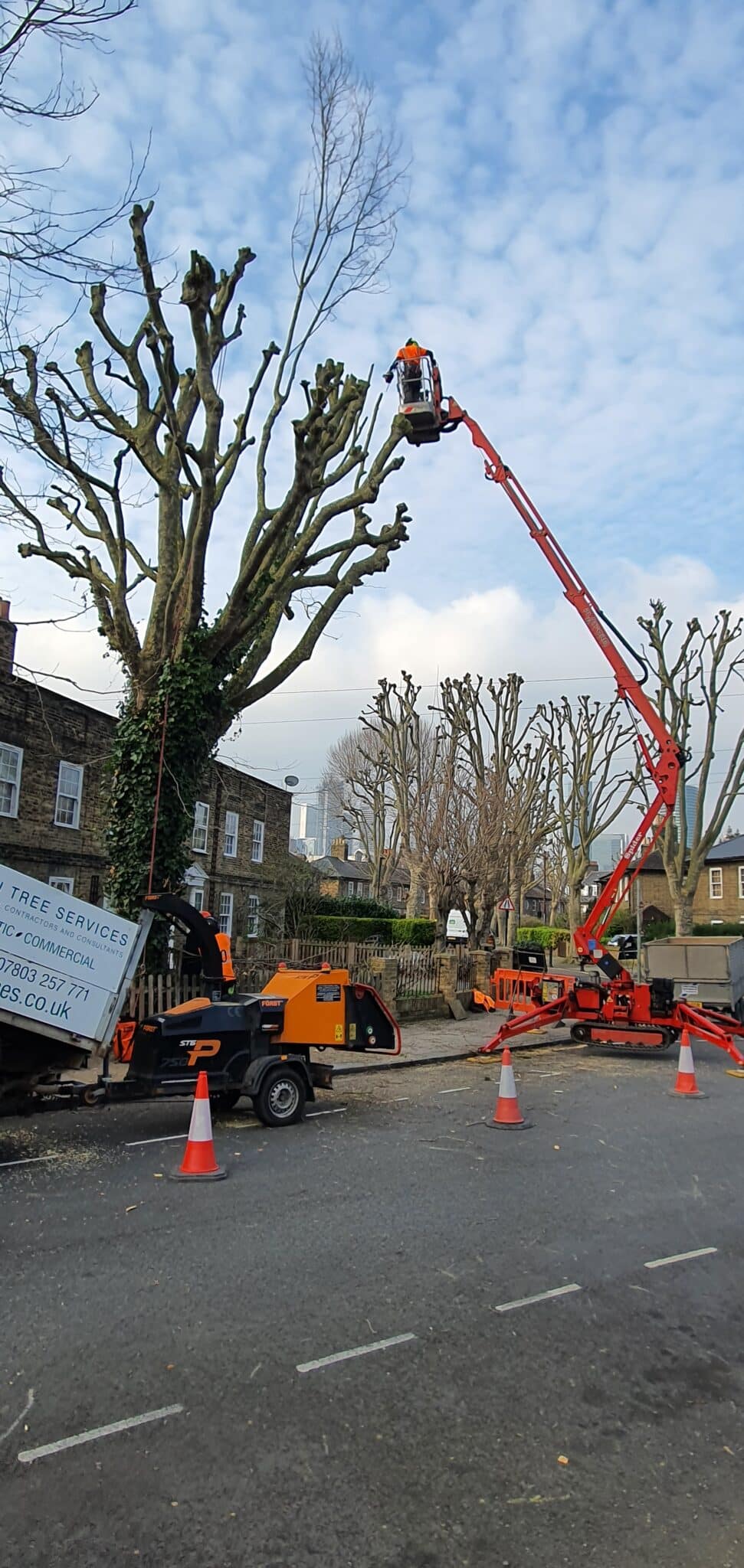 20240307_150959 A tree surgeon stands on a raised cherry picker, trimming tall trees beside a residential street. Safety cones, a wood chipper, and a tree services van are visible near the kerb. The sky is partly cloudy.