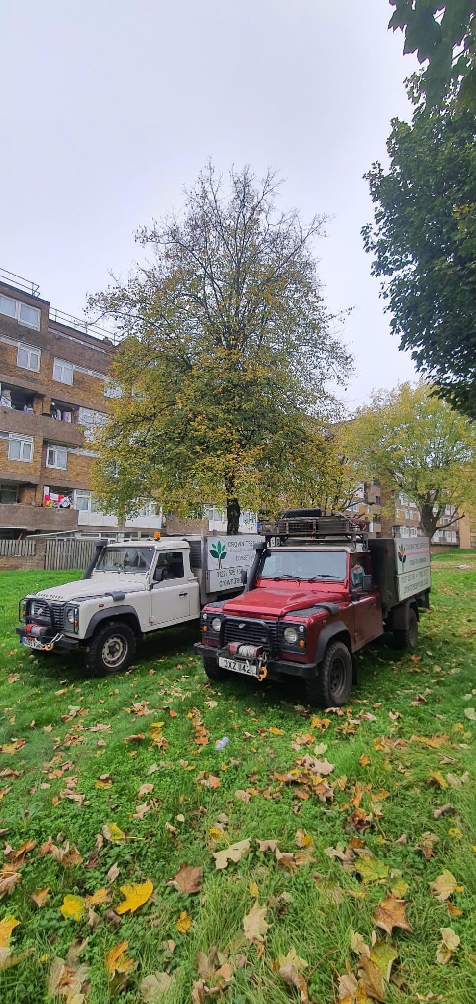 20241106_101241 Two utility lorries, one white and one red, are parked on grass near a tree with autumn leaves. Block of flats are visible in the background under an overcast sky.