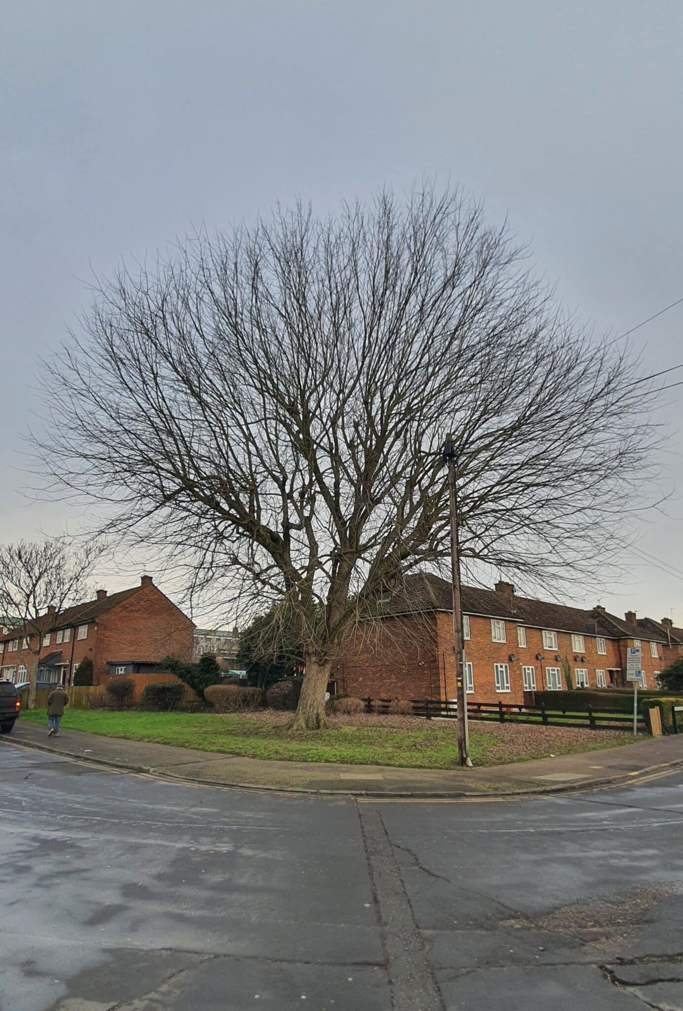 20250120_123149 A large leafless tree stands on a grassy patch at the corner of a residential street with brick houses and cloudy skies in the background. A person walks on the left pavement.