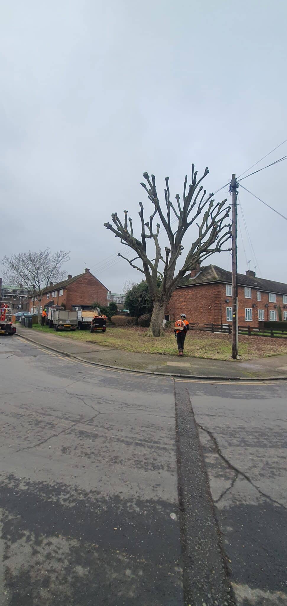 20250122_144907 A large tree with all its branches heavily pruned stands in front of brick houses on a cloudy day. A worker in an orange vest and helmet stands nearby, with vehicles and equipment visible on the grass.