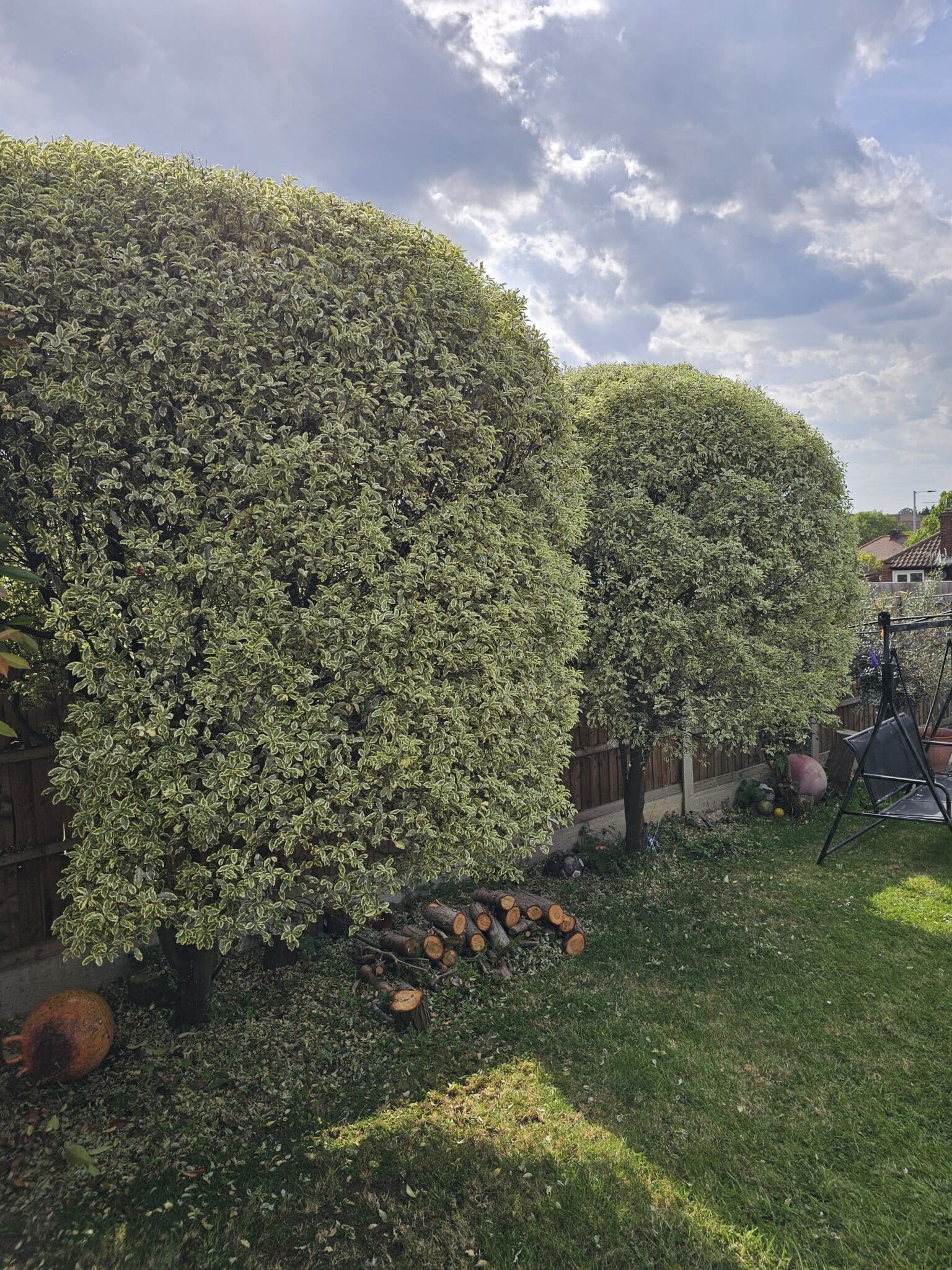 20250523_162617 Two large, round, leafy trees stand in a grassy back garden with scattered logs at their base. A wooden fence and garden items are visible, and the sky above is partly cloudy with sun rays peeking through.
