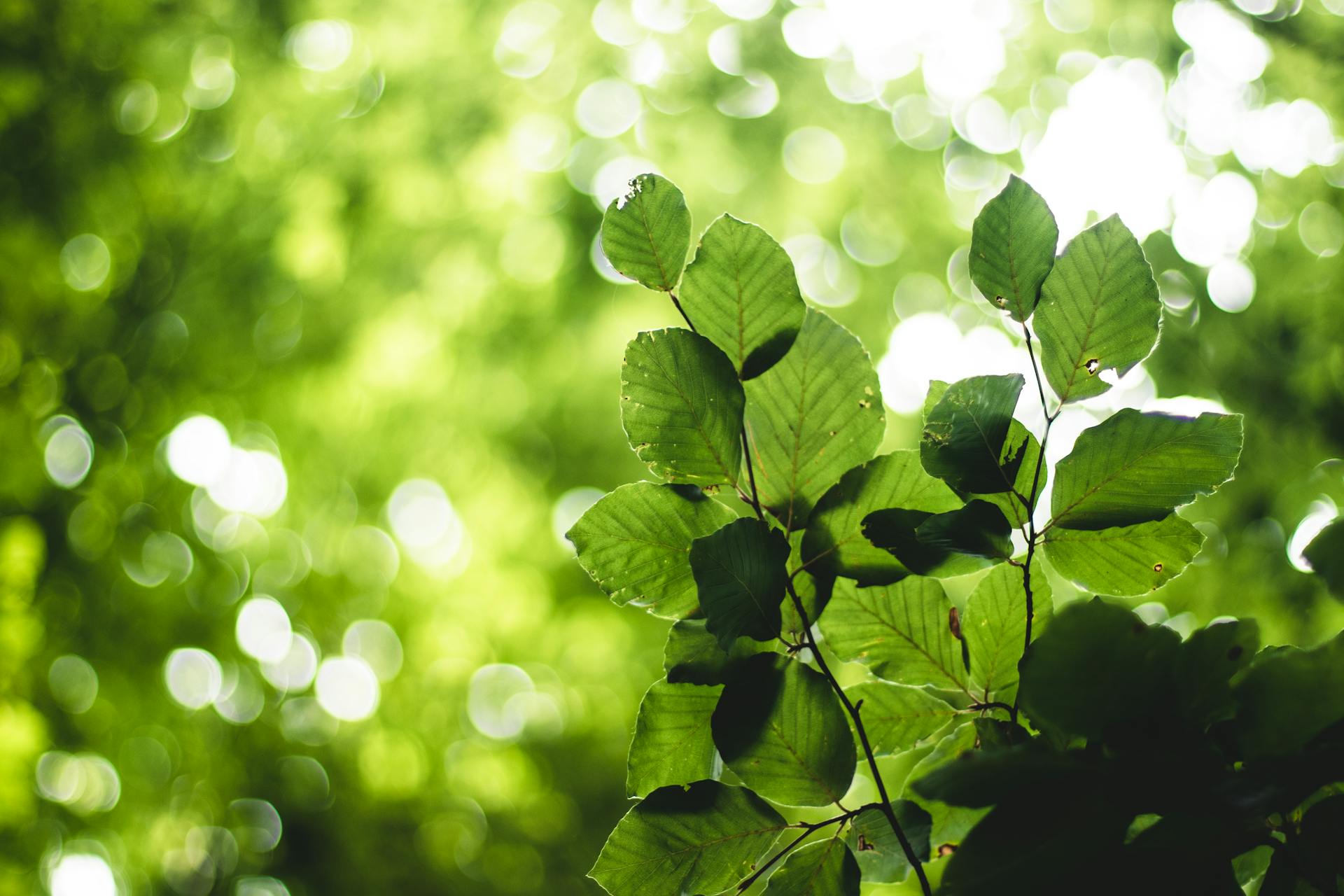 pexels-jeswin-2860870 Green leaves in sharp focus against a blurred background of sunlight filtering through trees, creating round bokeh effects and a lush, vibrant atmosphere.
