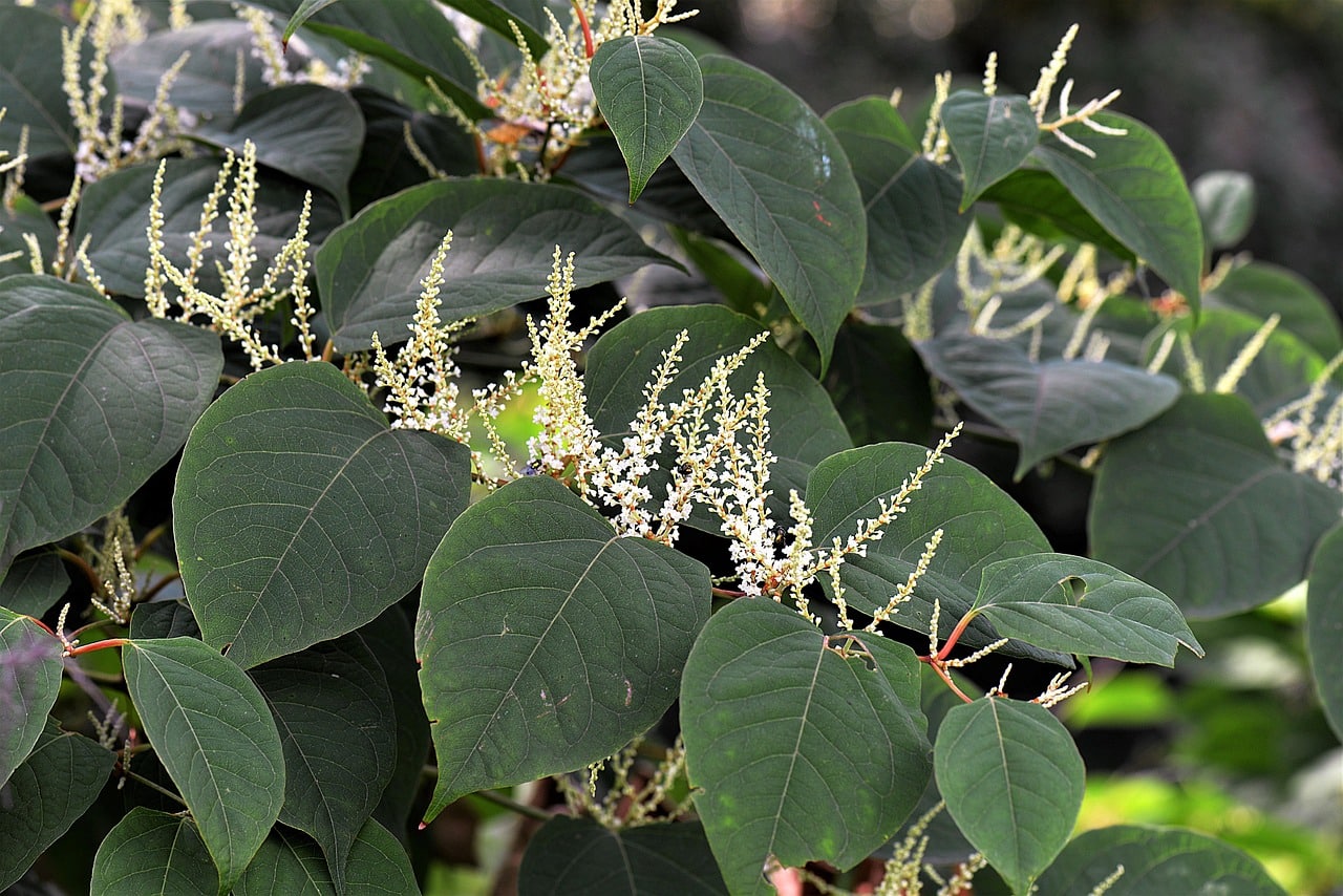 Japanese Knotweed Dense green leaves with clusters of small, white, spiky flowers growing on stalks; the plant is Japanese knotweed, known for its heart-shaped leaves and invasive growth.