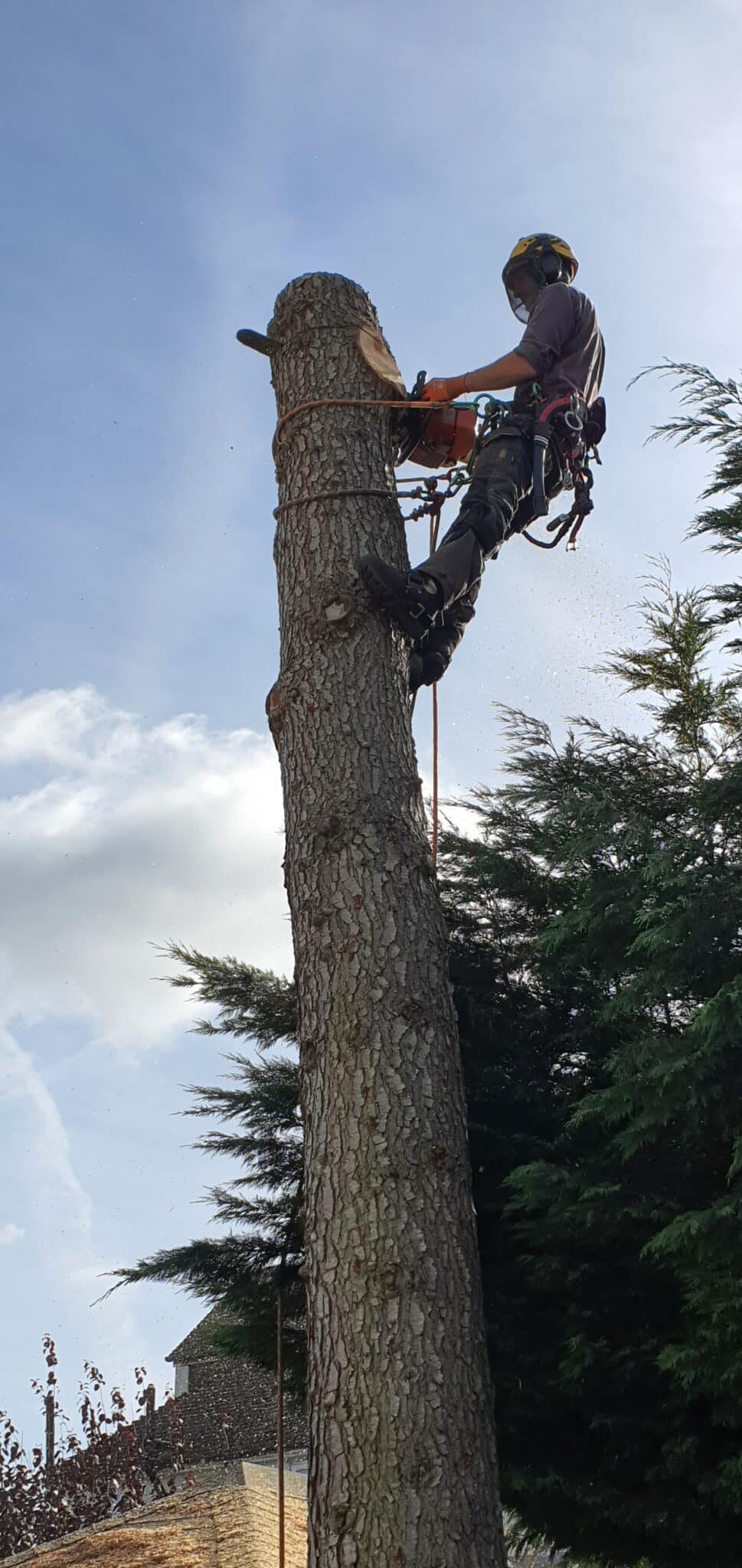 A person wearing safety gear uses a chainsaw to cut a tall tree trunk whilst secured with ropes, high above the ground, under a clear sky with some clouds and trees in the background.