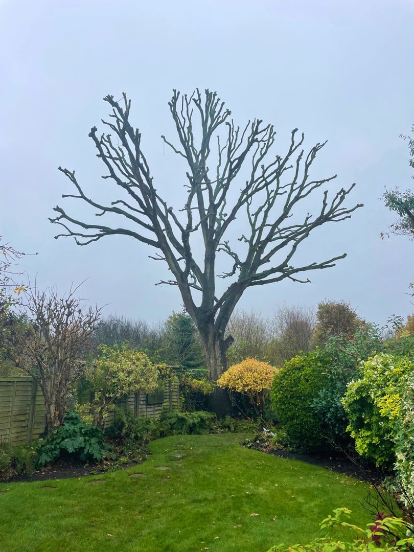 crown-tree-services-tree-pollarding A large, leafless tree with many thick branches stands at the end of a green, well-kept garden bordered by shrubs and bushes under a cloudy, grey sky.