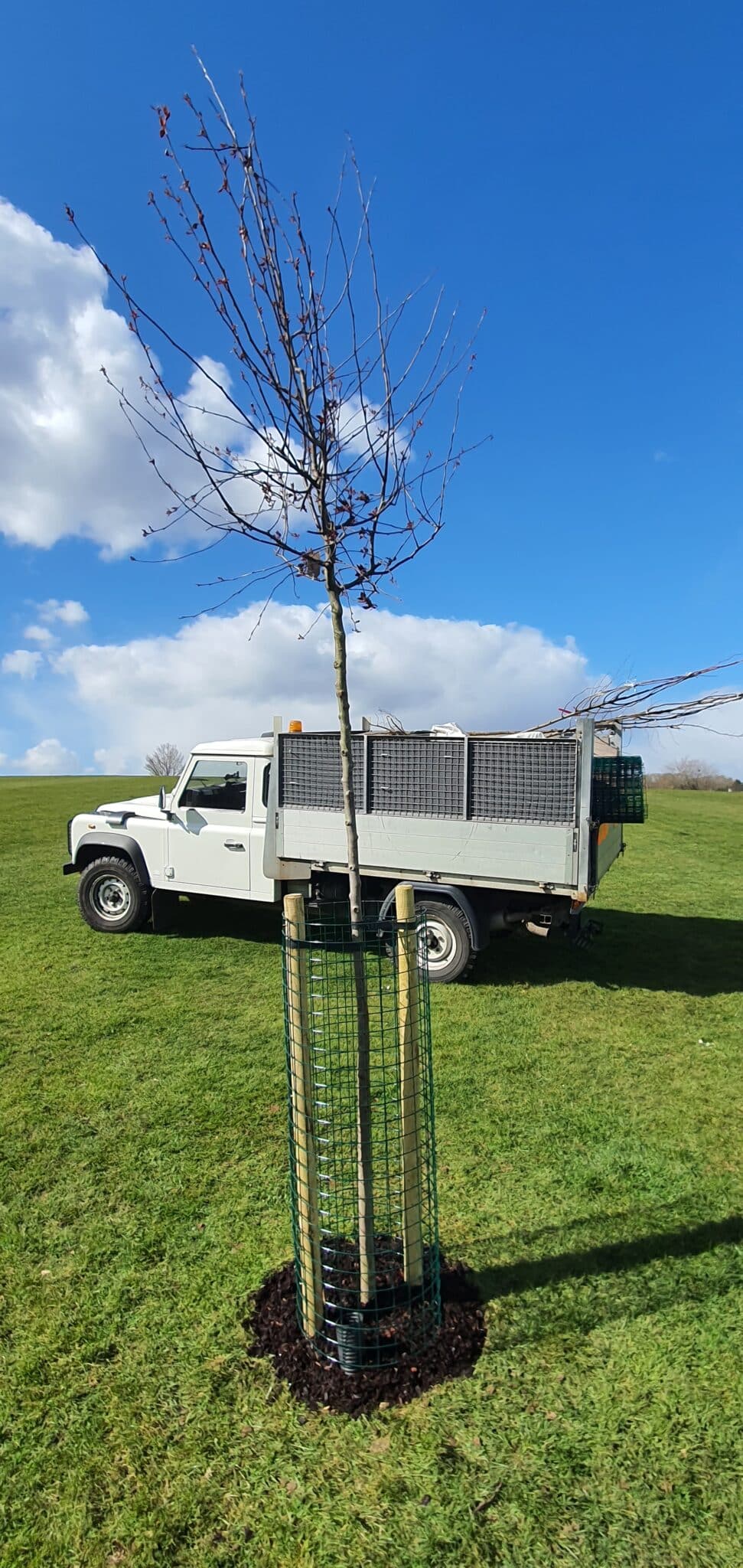 domestic-commercial-planting-services-crown-tree A young tree protected by green wire mesh stands on grass with a white utility lorry parked behind it. The sky is blue with scattered clouds.