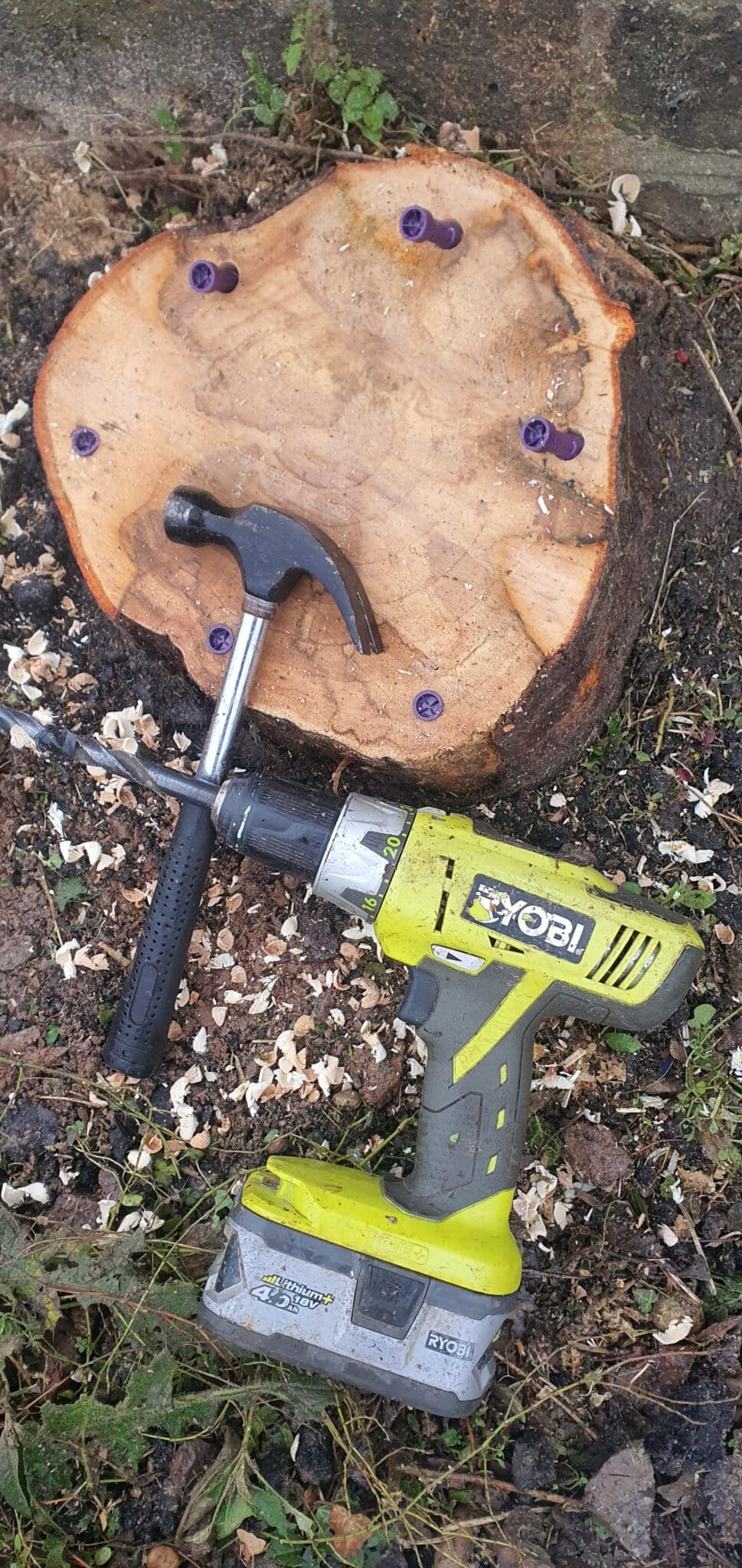 eco-plugs-stumps-crown-tree-services A hammer and a green Ryobi cordless drill rest on a tree stump with purple screws partially embedded around its edge. Wood shavings and grass are visible on the ground.