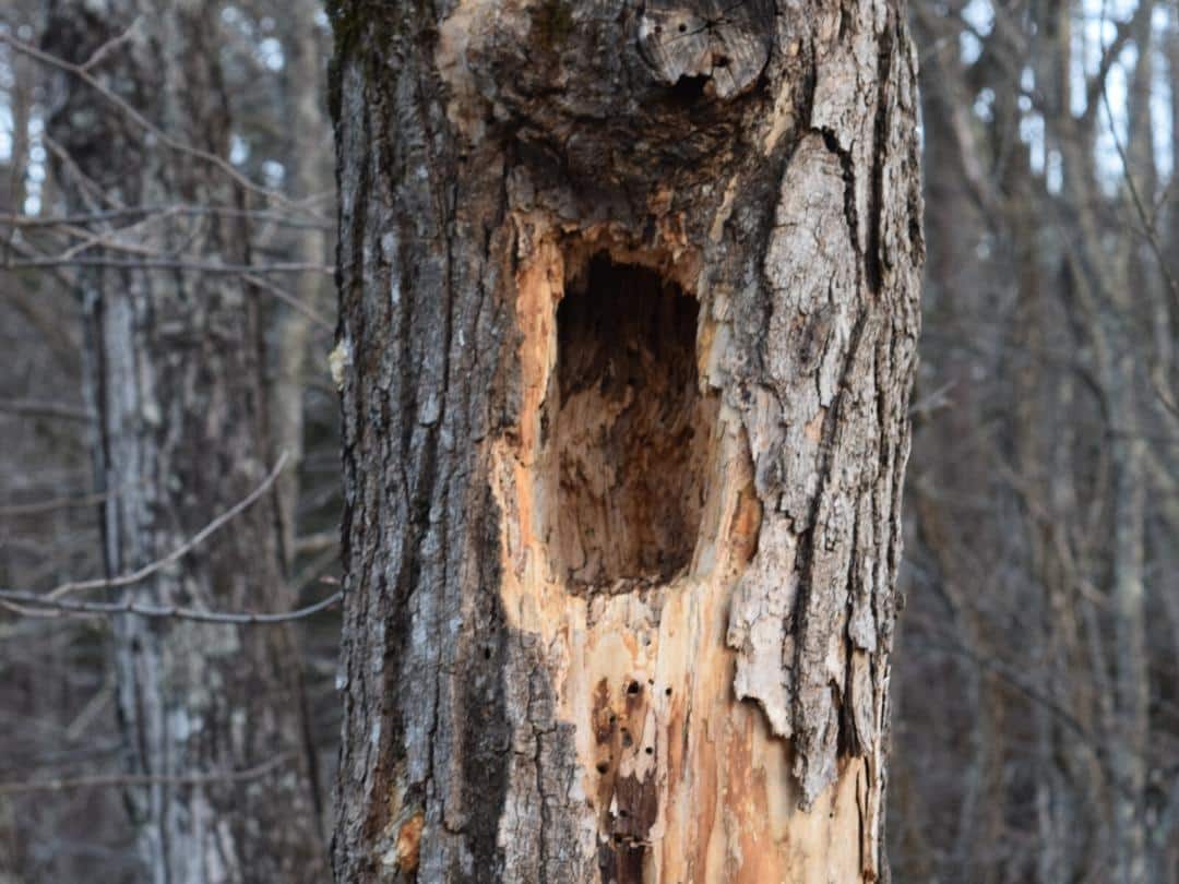 habitat-creation-crown-tree-services-2 A close-up of a tree trunk with rough, peeling bark and a large rectangular hole, possibly created by an animal. The background shows other trees with bare branches in a woodland setting.