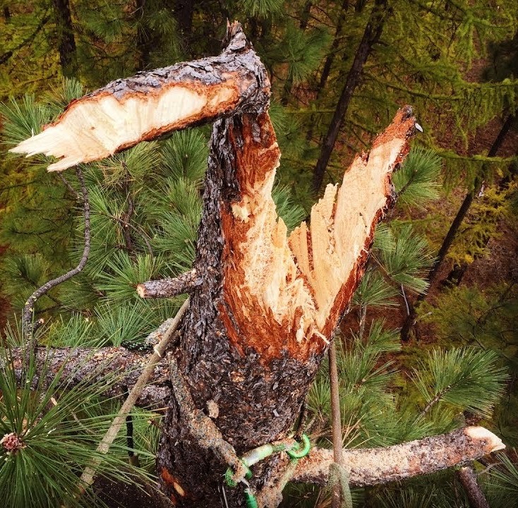 habitat-creation-crown-tree-services A tree trunk high off the ground with a large, jagged break, as if recently cut or snapped, surrounded by green pine branches and forest below. Ropes are visible tied around the trunk.