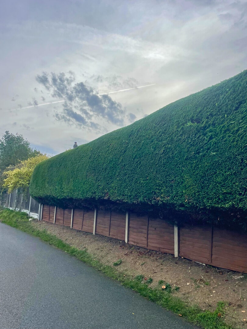 hedge-trimming-crown-tree-services A neatly trimmed, dense green hedge arches over a wooden fence alongside a quiet road under a cloudy sky with streaks of sunlight and distant trees in the background.
