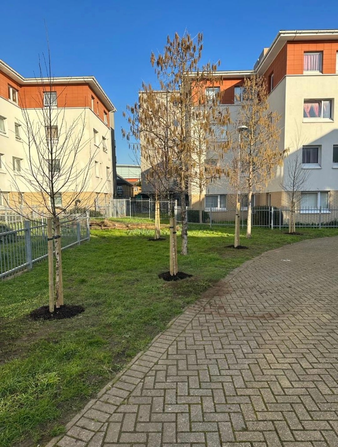 planting-schemes-crown-tree-services Young trees planted along a brick walkway in a grassy courtyard, surrounded by modern blocks of flats under a clear blue sky.