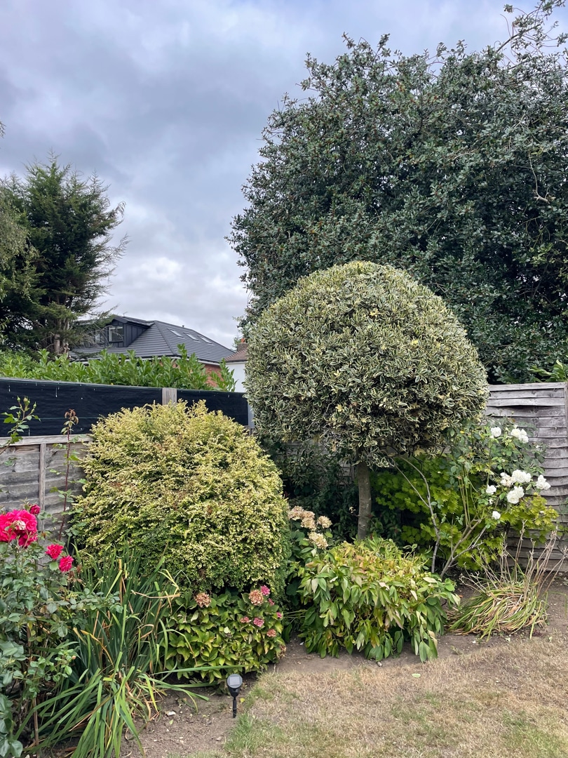 shrub-pruning-crown-tree-services A garden with green shrubs, flowering plants, and a round-trimmed tree next to a wooden fence. A house with a sloping roof is visible in the background under a cloudy sky.