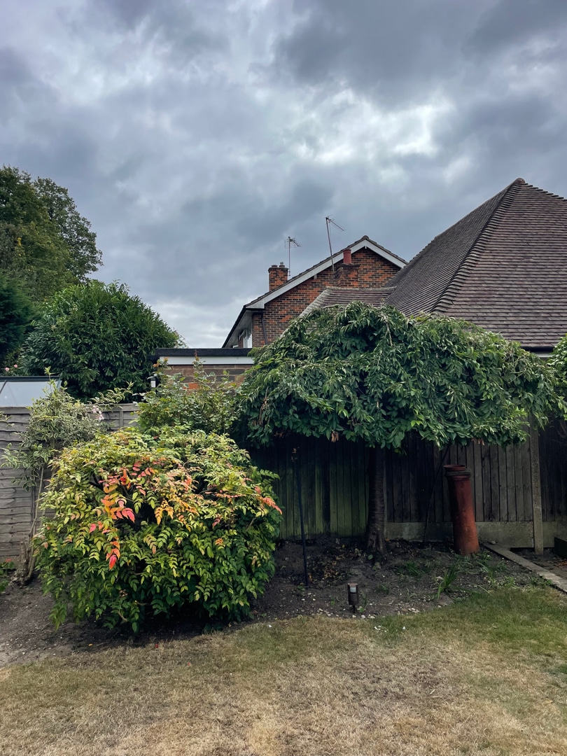 shrub-removal-crown-tree-services-essex Suburban back garden with a neat green bush, a small tree, a wooden fence, and a brick house with a sloping roof in the background.