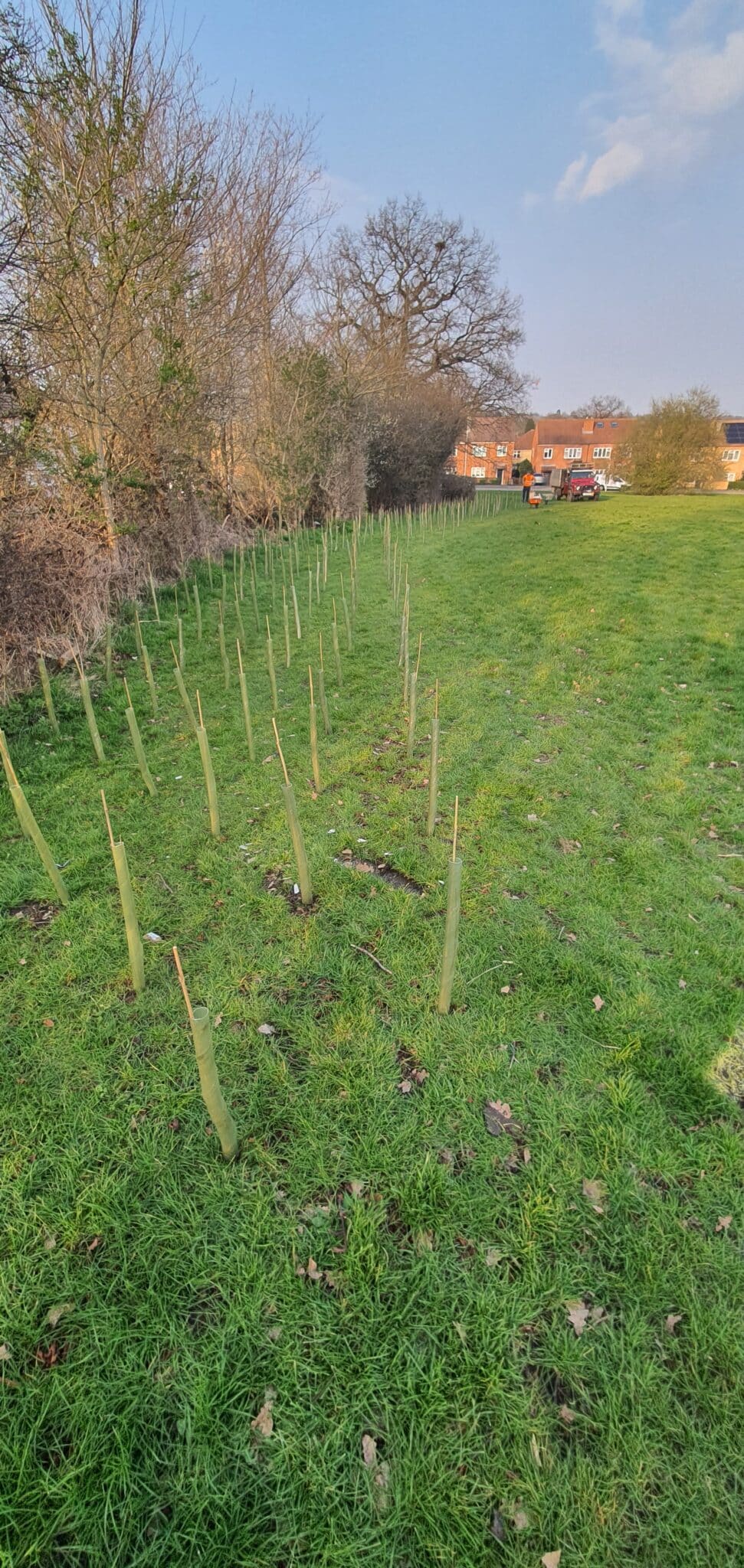 tree-planting-crown-tree-services Rows of young tree saplings protected by tree guards are planted in a grassy field, with houses and trees visible in the background under a partly cloudy sky.