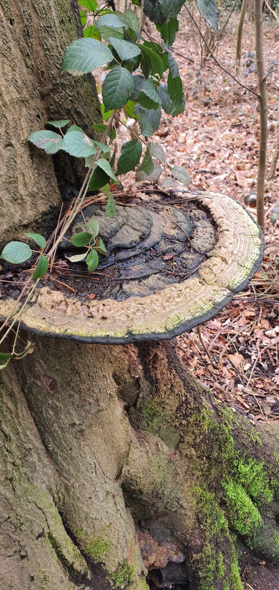 tree-survey-services-crown-tree A large, round, woody bracket fungus grows on the side of a tree trunk in a forest. Green moss covers part of the tree, and leafy branches surround the fungus. The ground is covered with dry leaves.