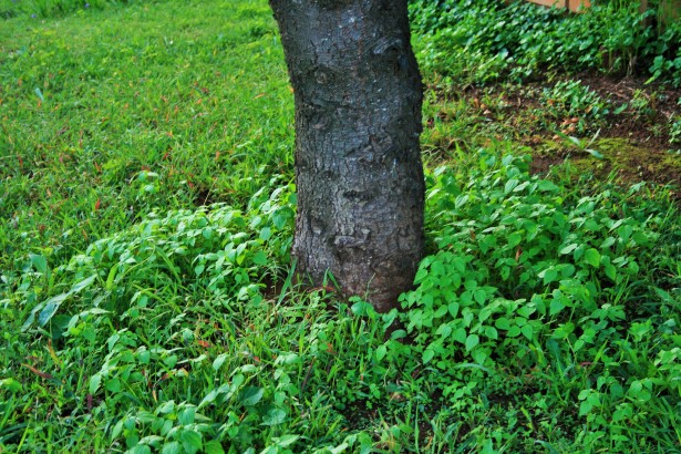 weeds-herbicide-application-crown-tree-services-2 The base of a tree trunk surrounded by green grass and low leafy plants, with a wooden structure partially visible in the background.
