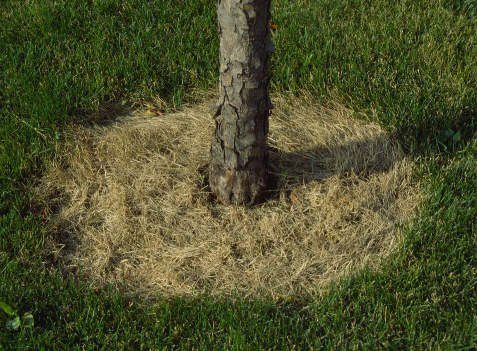 herbicide-application-crown-tree-services A tree trunk surrounded by a circular patch of dead, yellow grass, with healthy green grass beyond the patch.