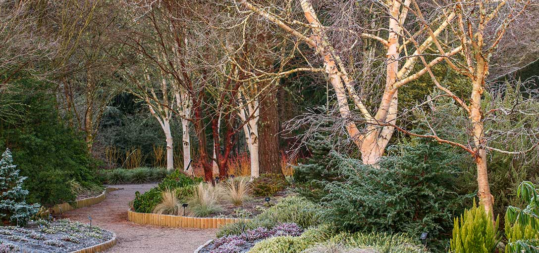 A winding gravel path curves through a lush garden with frosty plants, evergreen shrubs, and tall white-barked trees, creating a tranquil winter woodland scene.
