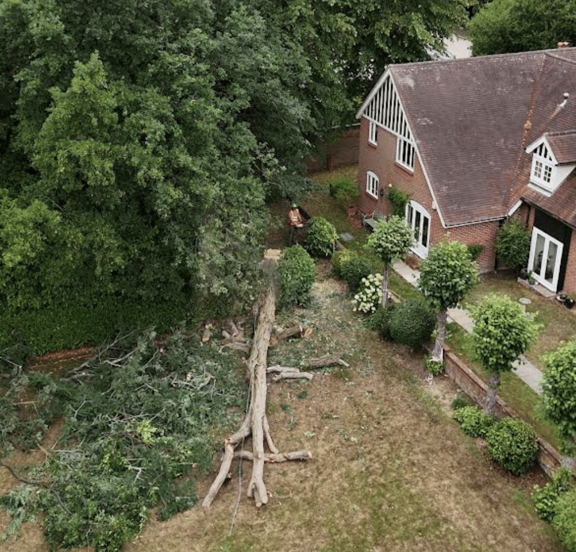 crown-tree-services-tree-felling-scaled A large fallen tree lies on the ground near a red-brick house with a sloping roof. The tree appears to have broken from its base, and branches are scattered across the garden.