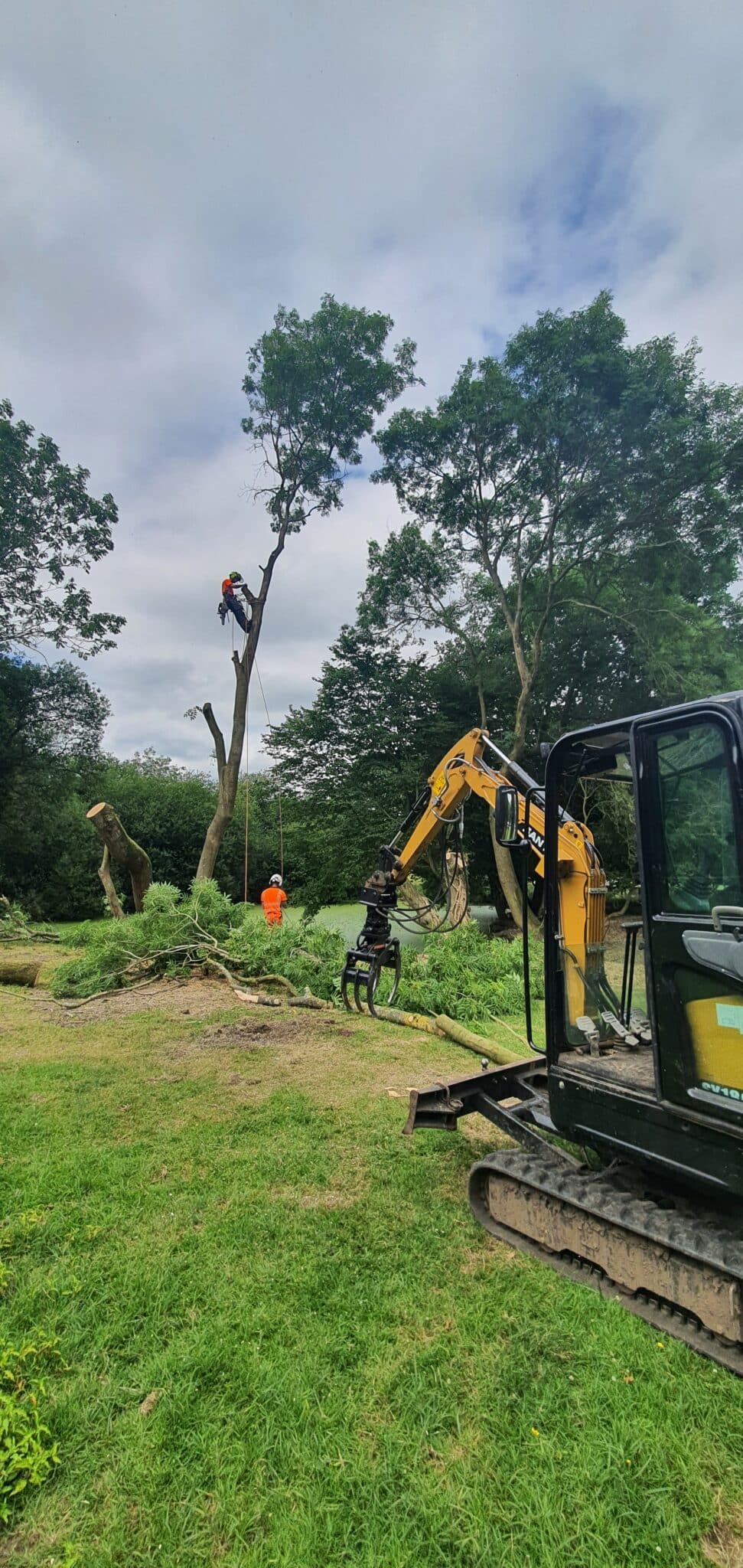 A worker in safety gear climbs a tall tree while another stands below; a yellow digger with a claw attachment is nearby on grassy ground, surrounded by cut branches and trees.