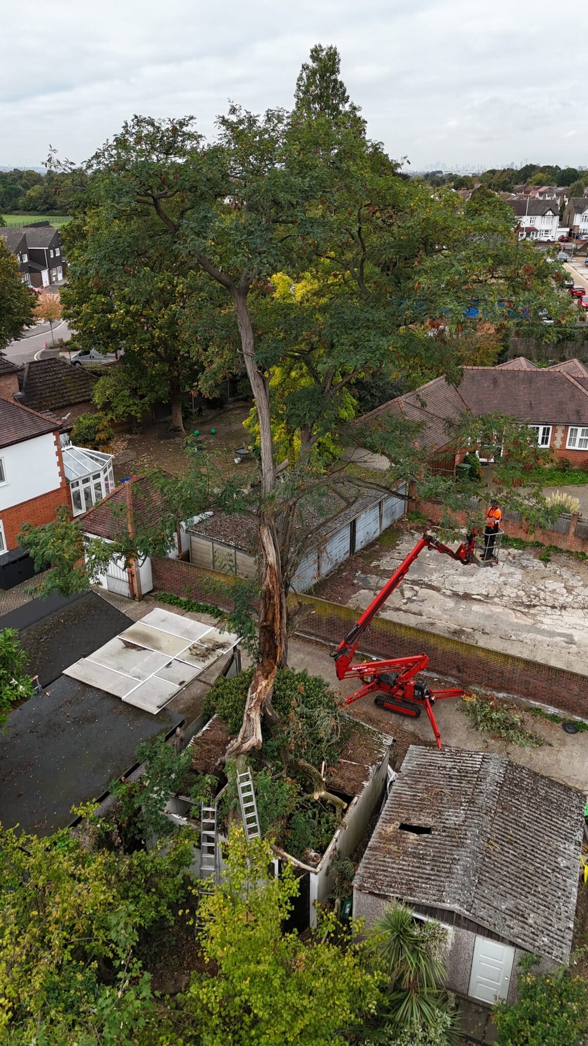 A tall tree stands in a back garden surrounded by houses. Two workers wearing orange safety gear are using a red cherry picker and ladders to carry out tree maintenance or removal. Branches and debris are scattered on the ground.