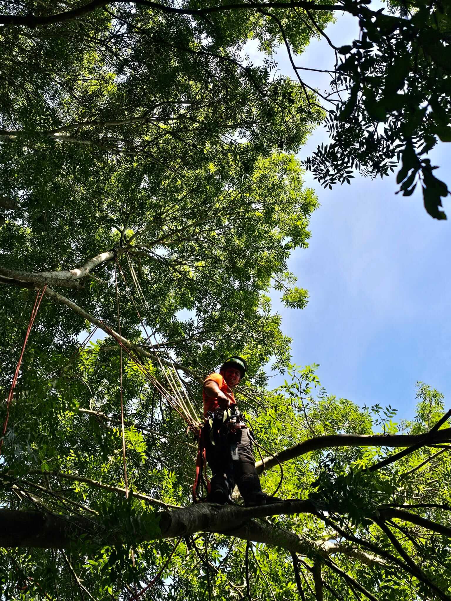 20250710_105857-scaled Crown Tree Services arborist working at height in tree canopy, Essex