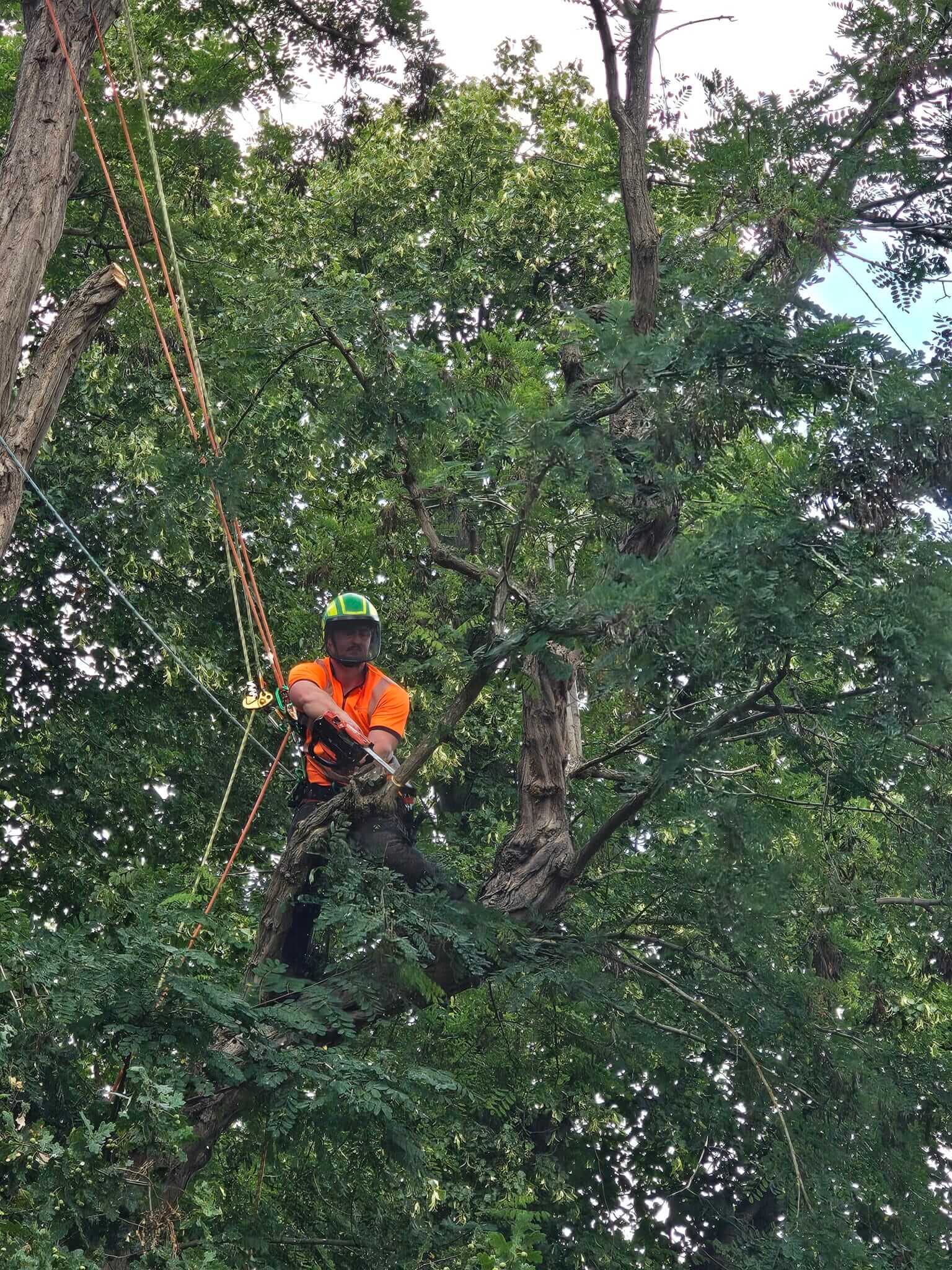 essex-tree-services-crown-tree-scaled Crown Tree Services arborist using chainsaw for tree pruning in Essex
